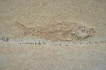 Pholidophorus sp.
